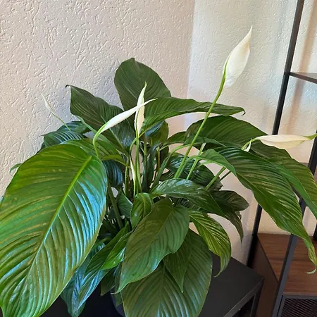 Lakeview Apartamento *